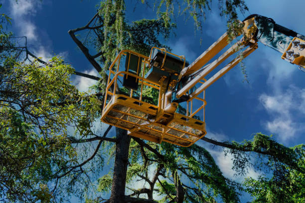 Best Tree and Shrub Care  in Avoca, IA