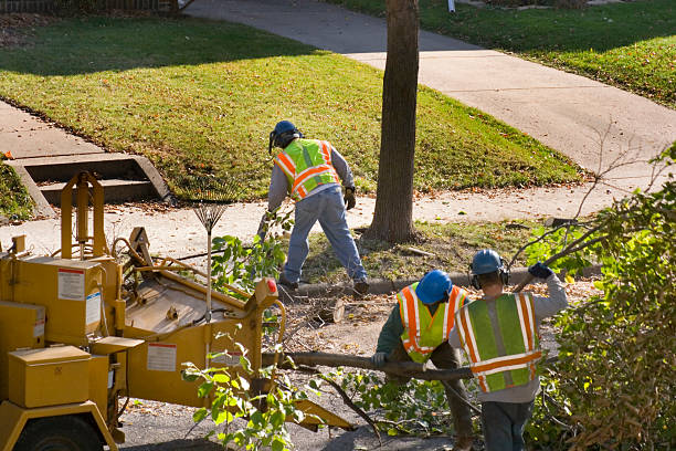 Avoca, IA Tree Services Company